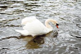 &lsquo;Massive&rsquo; surge in swan deaths along River Thames in RBWM sparks bird flu fears