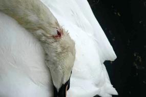 RBWM seeks views on catapult crackdown after swan killings