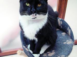 Pets Corner: Honey and Pearl and CLAWS