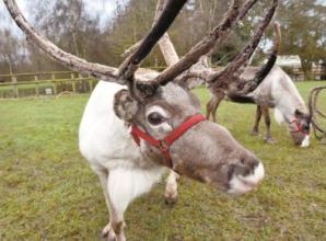 Facts you didn’t know about Reindeer – from Twyford’s Riverways Farm