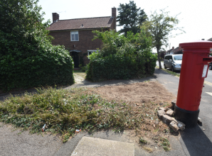 Windsor weeps for willow: Flurry of concerns that felled tree did not have to go