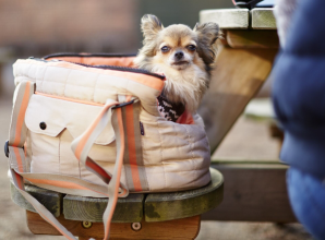 Cliveden kicks off autumn with heritage tours, family fun and pooch-friendly perks