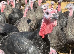 Cookham turkeys strike a festive note at Copas Farm