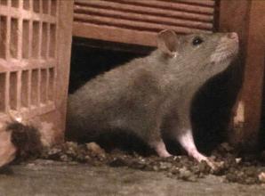 Housing provider apologises after rats &lsquo;ruined Christmas&rsquo; for young families