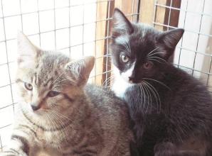 Pets Corner: Saffron and her kittens at Maidenhead Cat Rescue