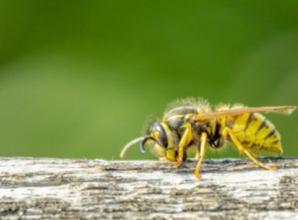 Don’t panic! Wasps do more good than harm