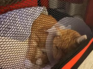 Man calls for traffic calming measures after cat injured by car