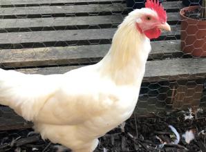 Poultry back at farm show after two-year suspension