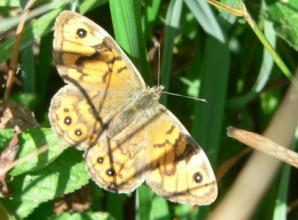 Basking in morning sun