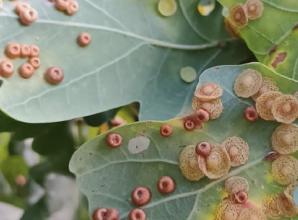 Lengthen growing season with more to enjoy