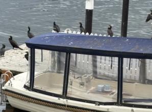 Cormorants on parade