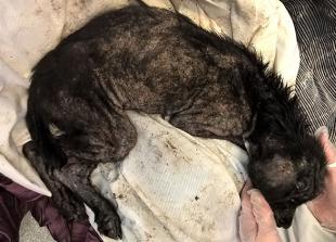 Poll: Should the maximum sentence for animal abuse be raised to five years?