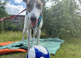 Football plea to kick off &lsquo;endless joy&rsquo; for homeless dogs at Battersea Old Windsor
