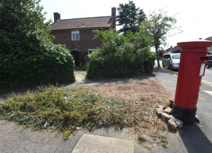 Windsor weeps for willow: Flurry of concerns that felled tree did not have to go