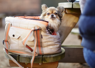 Cliveden kicks off autumn with heritage tours, family fun and pooch-friendly perks