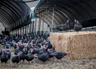 Local farms and rescuers brace for renewed threat of bird flu