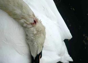 Panel backs catapult crackdown after swan killings&nbsp;but raises questions over enforcement powers