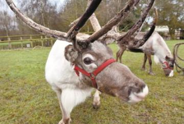 Facts you didn’t know about Reindeer – from Twyford’s Riverways Farm Facts you didn’t know about Reindeer – from Twyford’s Riverways Farm