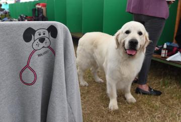 Pawsome pageantry unleashed at the Royal Windsor Dog Show