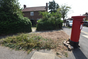 Windsor weeps for willow: Flurry of concerns that felled tree did not have to go