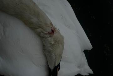 RBWM council 'exploring' new powers for police after swan killed by catapults