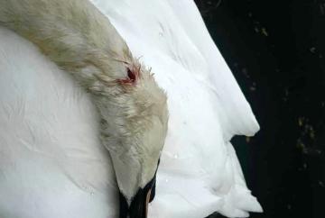 Panel backs catapult crackdown after swan killings&nbsp;but raises questions over enforcement powers