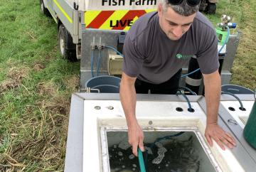 Merry Fishmas stockings: 53,000 young fish released into South East waterways