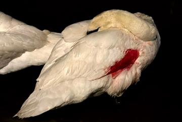 Swan rescuers urge dog owners to use leads after sick swan attacked