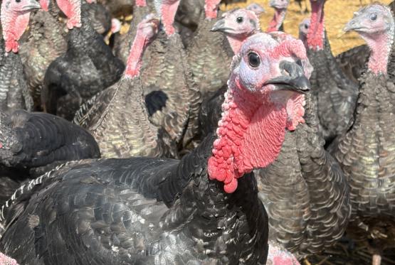 Musical turkeys strike up a festive note at Copas Farm in Cookham