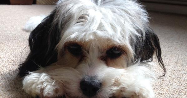 Battersea releases playlist to keep dogs calm during firework season