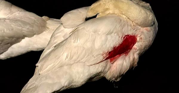 Swan rescuers urge dog owners to use leads after sick swan attacked