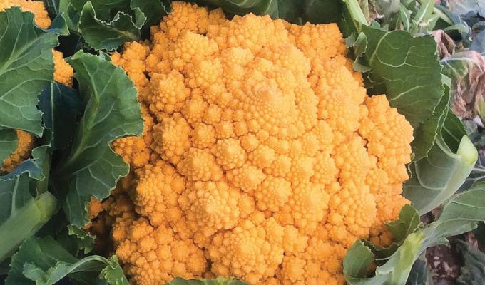 Weird and wonderful vegetable to grow in 2023