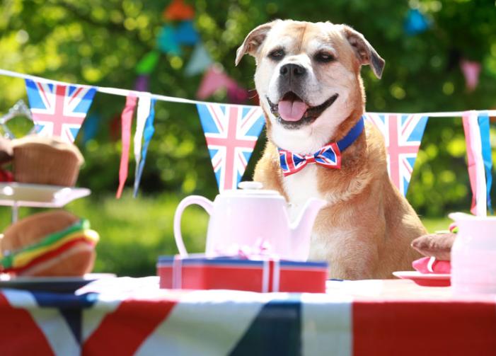 In pictures Battersea Dogs and Cats Home holds Royal Wedding street