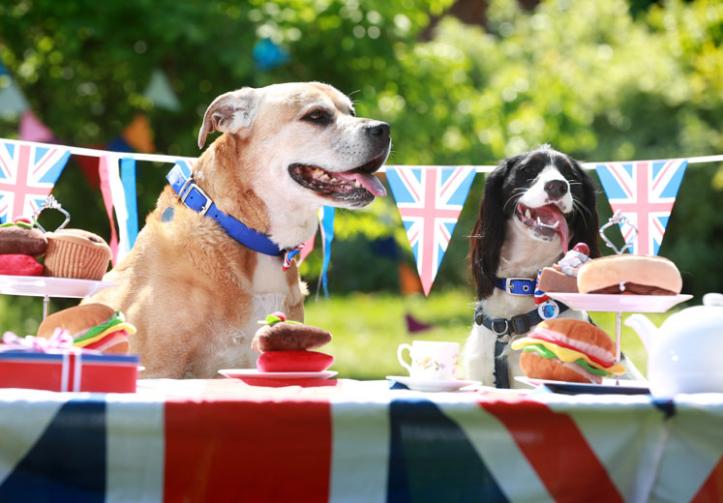 In pictures Battersea Dogs and Cats Home holds Royal Wedding street