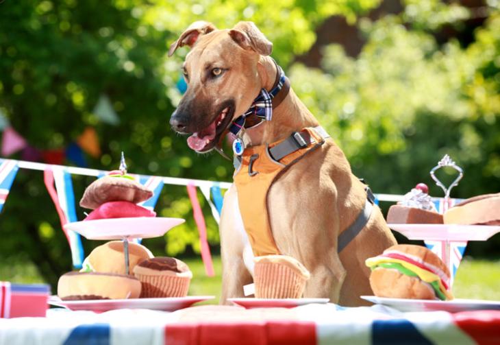 In pictures Battersea Dogs and Cats Home holds Royal Wedding street