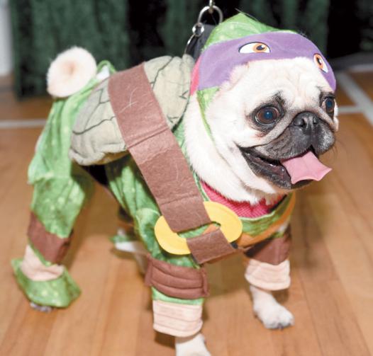 In pictures Windsor hosts first ever Pugfest Photo 1 of 12 Windsor