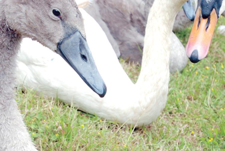 Bird flu found in captive birds near Eton