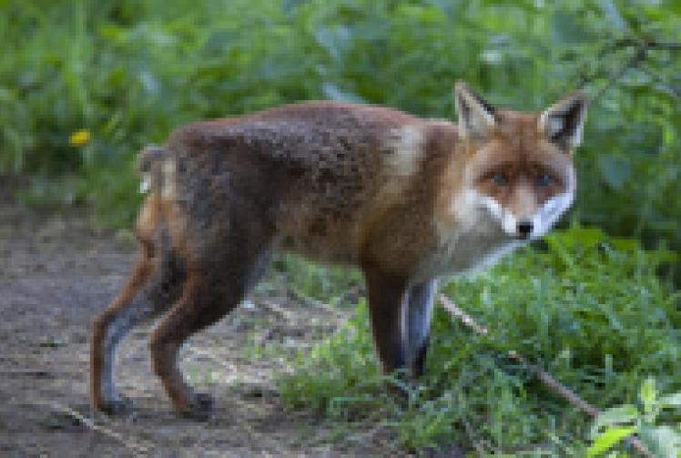 Rare white fox cub is alive and well a year on