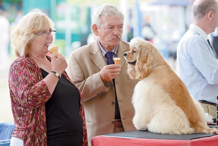 Windsor Championship Dog Show 2013 saw 8,000 dogs compete Windsor Express Windsor Championship Dog Show 2013 saw 8,000 dogs compete Windsor Express