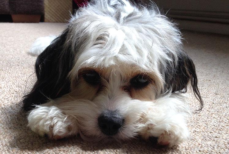 Battersea releases playlist to keep dogs calm during firework season