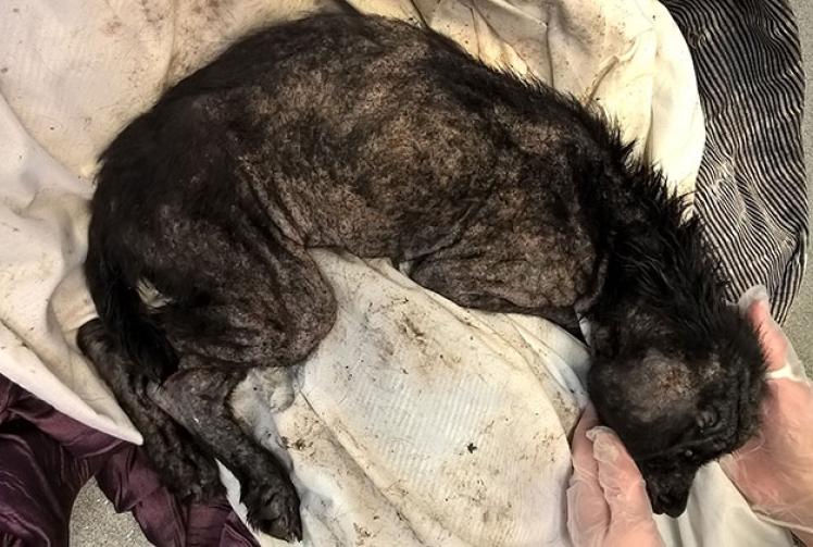 Poll: Should the maximum sentence for animal abuse be raised to five years?