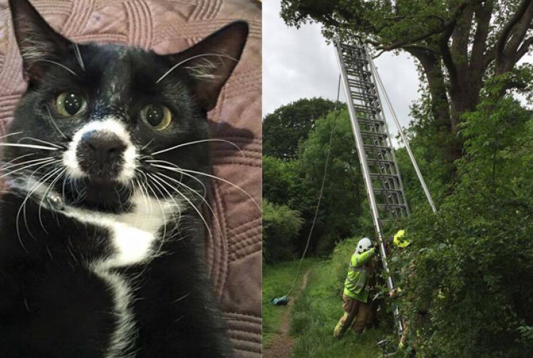 Firefighters rescue cat from 40ft tree in Pinkneys Green Windsor Express