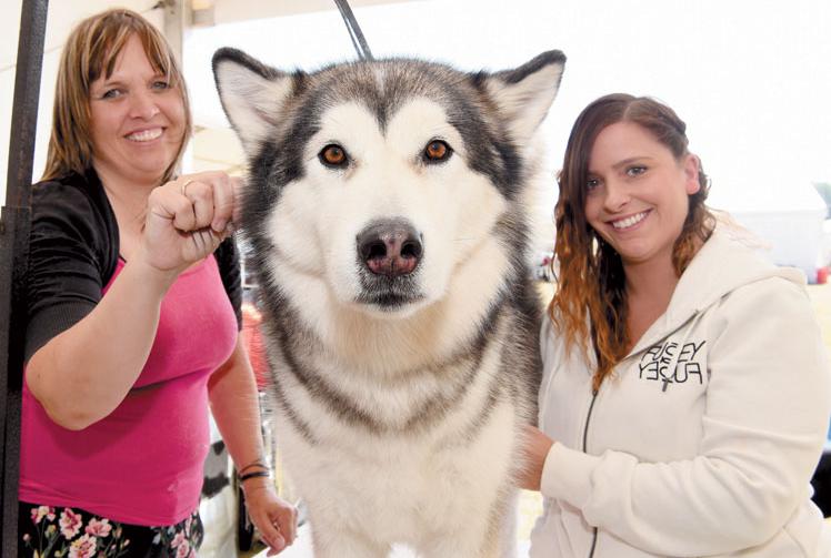 Windsor Championship Dog Show returns this week Windsor Express