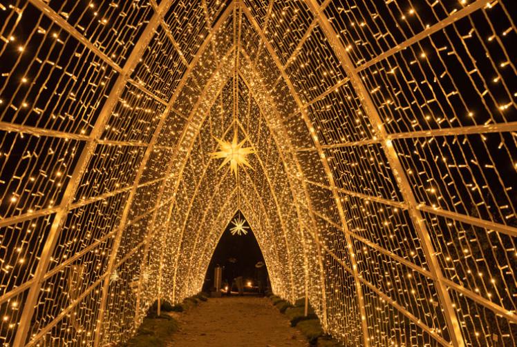 Christmas light trail to open at Windsor Great Park this winter 