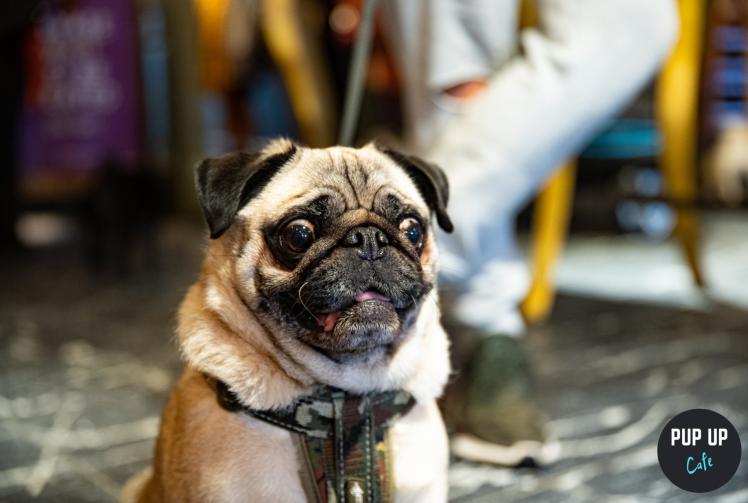 SPONSORED: Pup Up Cafe™ comes to High Wycombe 