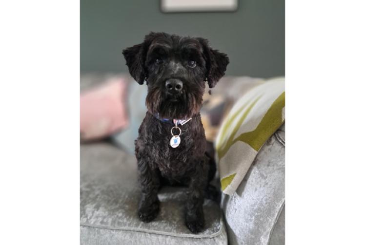 Dogs found 'in shocking state' find forever homes