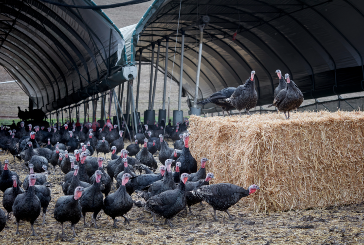 Local farms and rescuers brace for renewed threat of bird flu