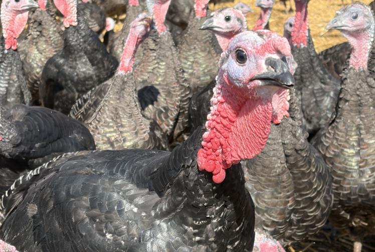 Cookham turkeys strike a festive note at Copas Farm