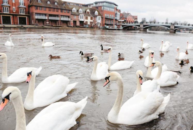 Fears 30 swans have died from bird flu in Windsor