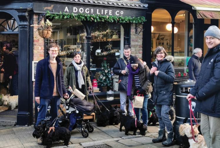 Scottish Terriers from London Scottie Club stroll through Windsor and Eton